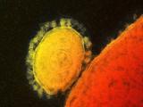 国际英语新闻:7 new MERS cases reported in Saudi Arabia