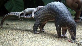 Pangolins Are Most Trafficked Mammal